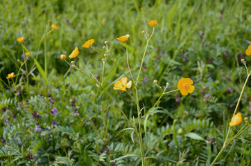 yellow flowers in the meadow, flower, nature, spring, summer, grass, meadow, field, flowers, plant, green, blossom, beauty, floral, season, leaf, blooming, bloom, beautiful, bright