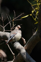 japanese waxwing on the branch