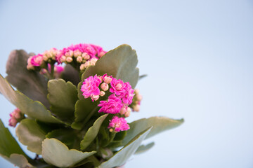 Obraz na płótnie Canvas A bouquet of a pink flowering plant on a gentle blue background. Banner, place for text. postcard, congratulations