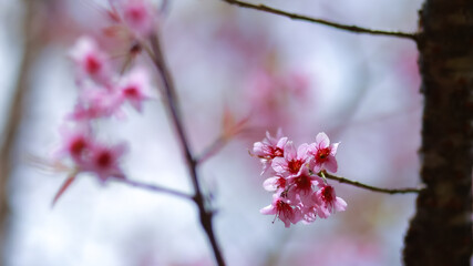 Early winter flowers in full bloom