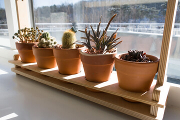 Cactus and succulents collection in small flowerpots.