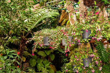 The flowers are blooming to show off their pollen.