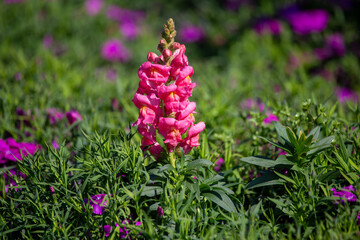 Obraz premium Early winter flowers in full bloom