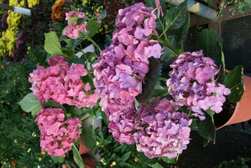 pink hydrangea bushes in clay pots, flowers market