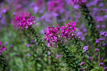 Obraz premium Early winter flowers in full bloom