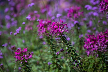 Early winter flowers in full bloom
