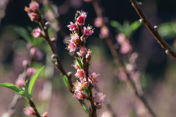 Early winter flowers in full bloom