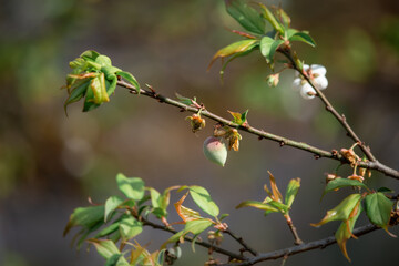 Early winter flowers in full bloom