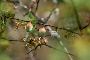 Early winter flowers in full bloom