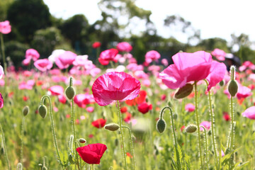 ピンクのポピー　花畑
