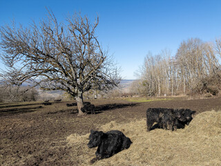 Wanderung bei Singen im Frühling