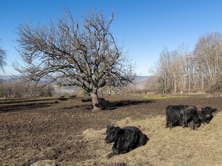 Wanderung bei Singen im Frühling