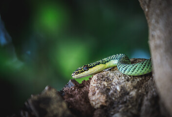 Golden tree snake on a tree in Thailand.