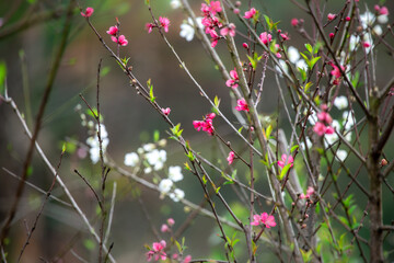 Early winter flowers in full bloom