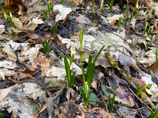 Wanderung bei Singen im Frühling