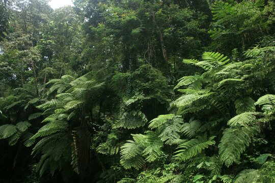 beautiful fern trees in the tropical jungle of the island of Java, Indonesia