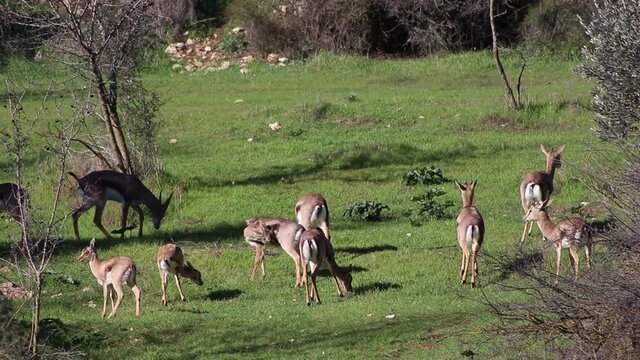 A group of Israeli deer standing and eating grass in the Gazelle Park in Jerusalem