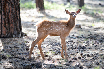 Forest animals. Deer Fawn, Bambi, capreolus. White-tailed young roe. Beautiful wildlife buck.