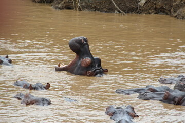 Fototapeta na wymiar Hippopotamus, Lake St. Lucia, Richards Bay, South Africa.