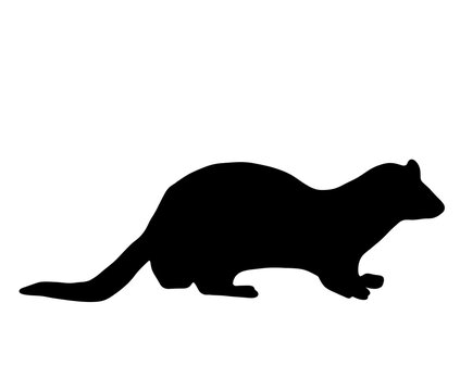 フェレット Images Browse 622 Stock Photos Vectors And Video Adobe Stock