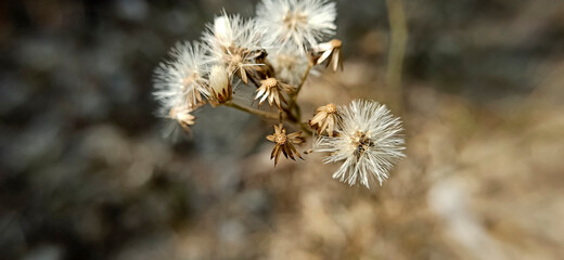 White pollen of grass in the field
