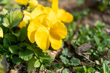 ベロニカの花。Veronica flower.