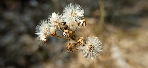 White pollen of grass in the field