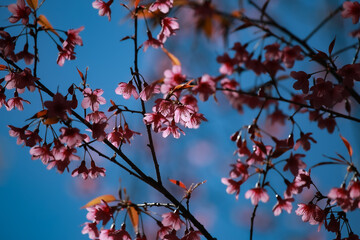 Early winter flowers in full bloom