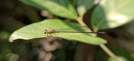 A long-tailed dragonfly in the forest