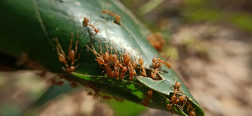 Orange worker ants are building a nest.