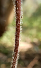 White feathers on the trunk