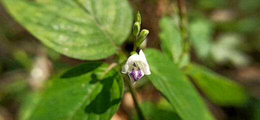 Insects on flower petals ( fly )