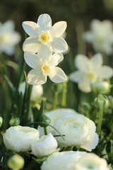 Obraz na płótnie Canvas Ranunculus white and daffodils. Spring white flowers in the spring garden in the sun.Floriculture concept. Growing daffodils and ranunculus.Spring gardening