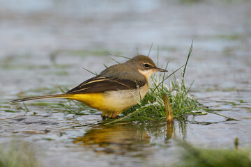 Grey wagtail (Motacilla cinerea)