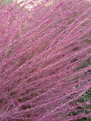 abstract autumn background from rose bushes plants