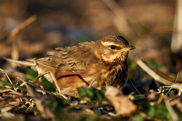 Redwing (Turdus iliacus)