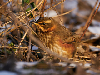 Redwing (Turdus iliacus)