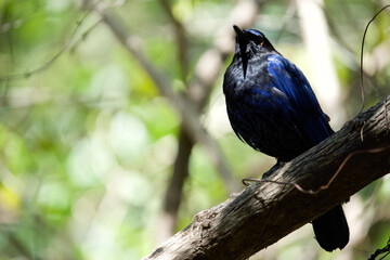The Malabar whistling thrush bird on tree