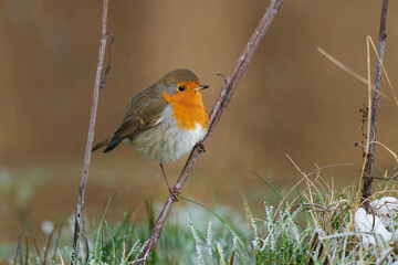 European robin (Erithacus rubecula)