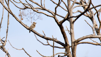 The brown-capped pygmy woodpecker. 