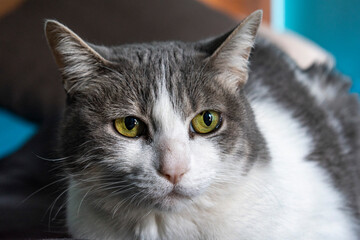 White and grey cat portrait looking at the horizon