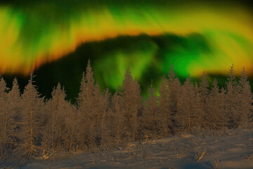 Polar night. Winter forest with snow-covered trees in the background of the northern lights. Beautiful night arctic sky