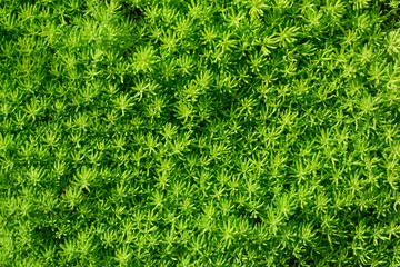 Green grass wall texture for backdrop.