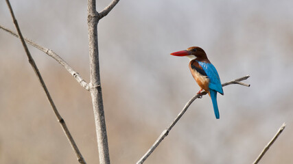 The white-throated kingfisher looking for a hunt