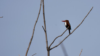 The white-throated kingfisher looking for a hunt