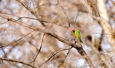 The male plum-headed parakeet.