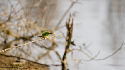 Fluffy Green Bee Eater