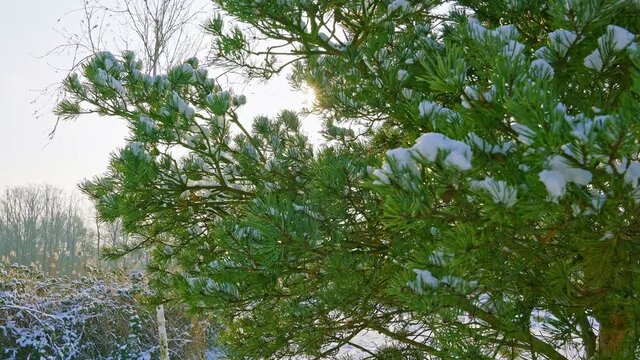 Beautiful unmelted snow on trees in a park of the Netherlands in the sunshine