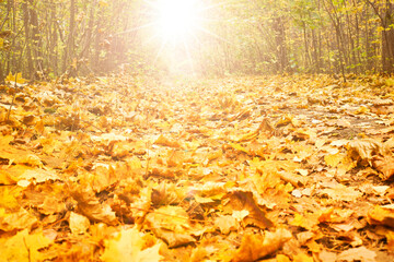 Indian summer - forest path in fallen yellow maple leaves in the sunlight.