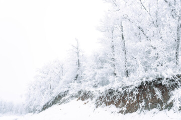 Frozen bare trees covered with frost, winter scene